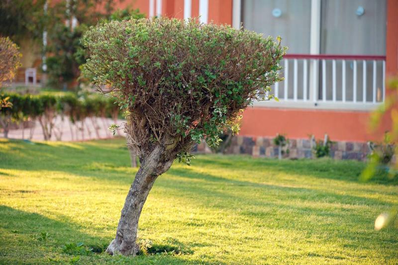 Closeup of fresh green tree with wooden trunk and vibrant green leaves growing in summer garden.