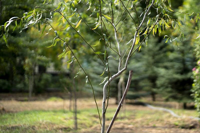 new young tree growth in the park