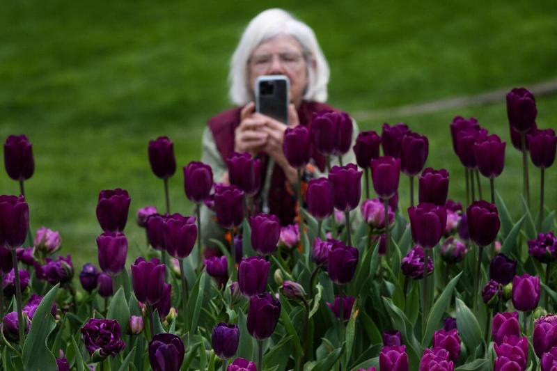 A woman takes a photo of tulips at Longwood Gardens in Kennett Square,  Pennsylvania, on April 19, 2025, during the Easter holiday Spring 
Blossoms event.