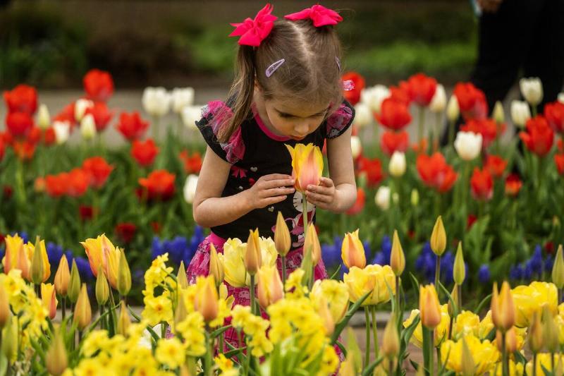 A young girl smells the tulips at Longwood Gardens in Kennett Square,  Pennsylvania, on April 19, 2025, during the Easter holiday Spring 
Blossoms event.
