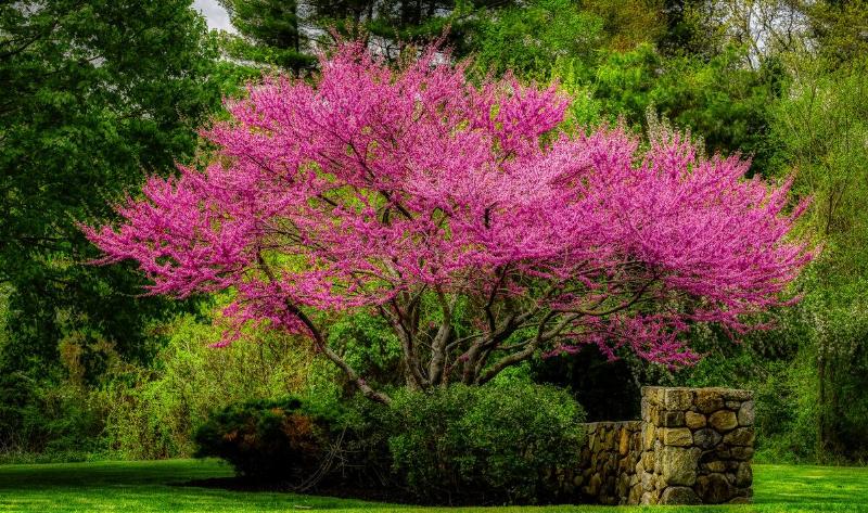 An Eastern redbud tree.