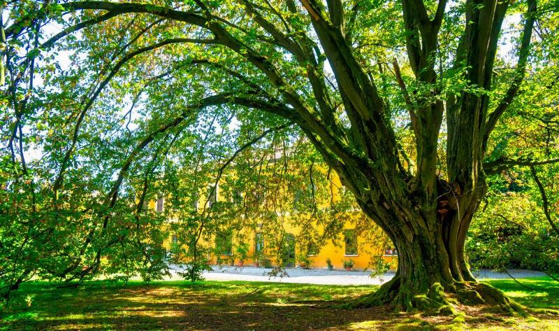 An American Hornbeam tree