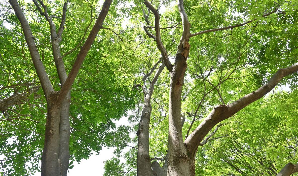 A Japanese Zelkova tree.