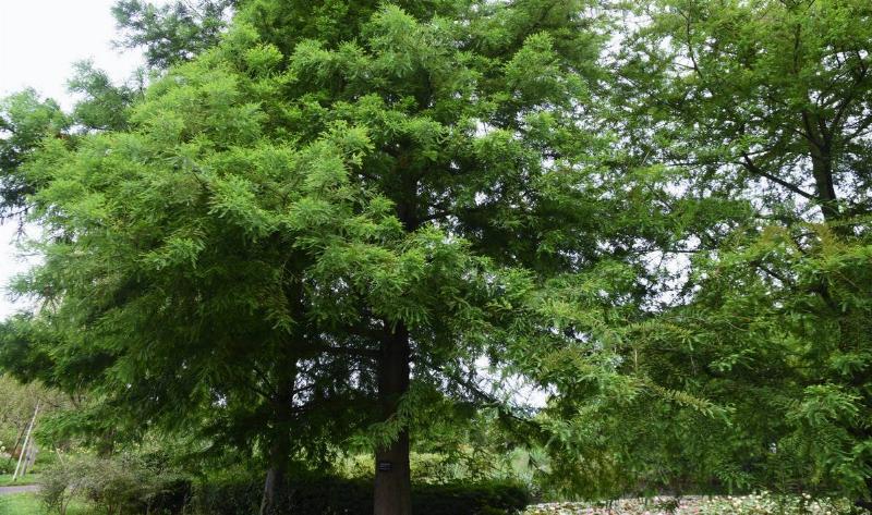 A chikapin oak tree.