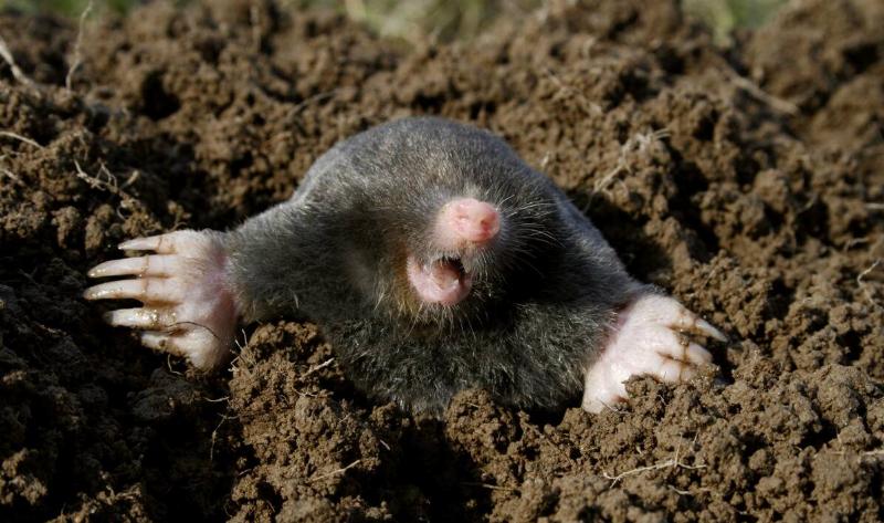 A mole popping out of a small mound of dirt.