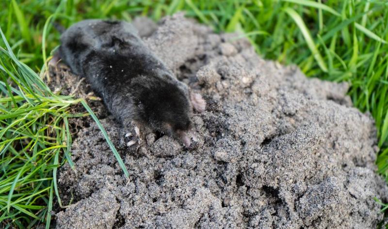 A mole popping out of a small mound of dirt.