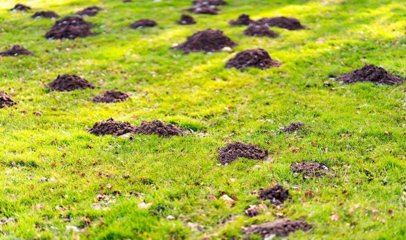 A lawn with mole hills scattered across.