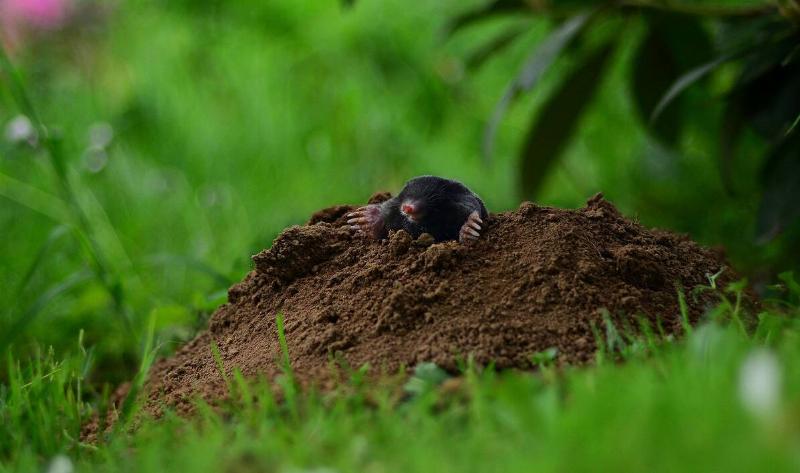 A mole popping out of a small mound of dirt.