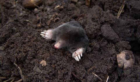 A mole popping out of some dirt.