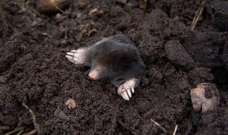 A mole popping out of some dirt.