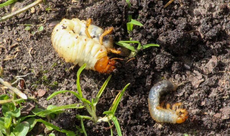 Some grubs in dirt.