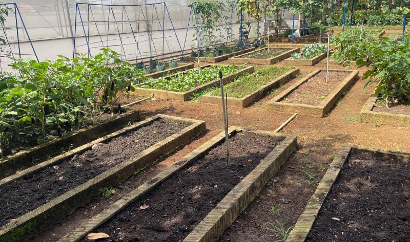 A garden with rows of raised beds.