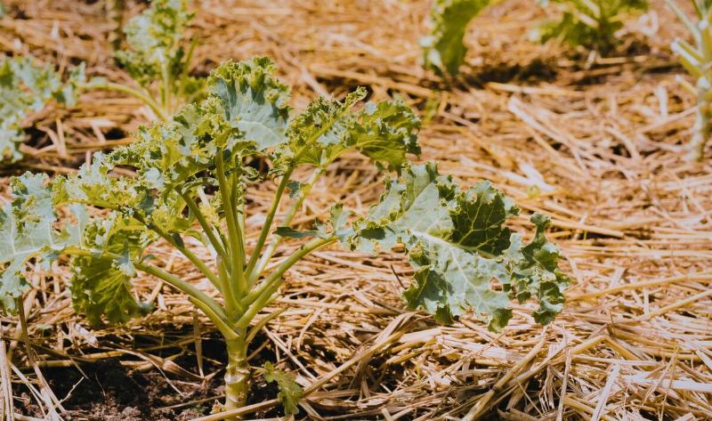 Some straw mulch around plants.