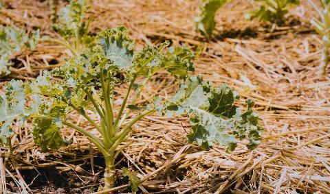Some straw mulch around plants.