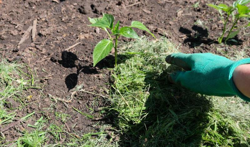 Someone spreading grass mulch around a plant.