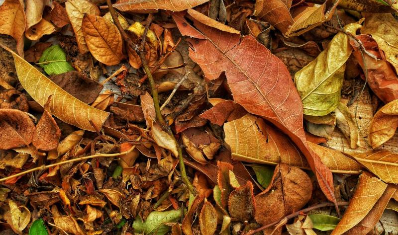 A closeup of leaf mulch.