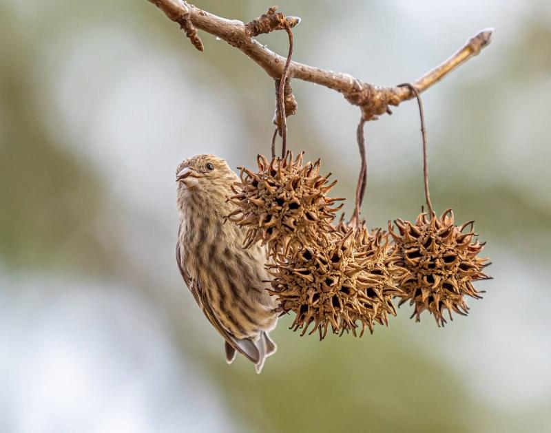 Pine siskin on sweet gum tree
