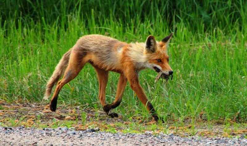 A sickly-looking fox walking by.