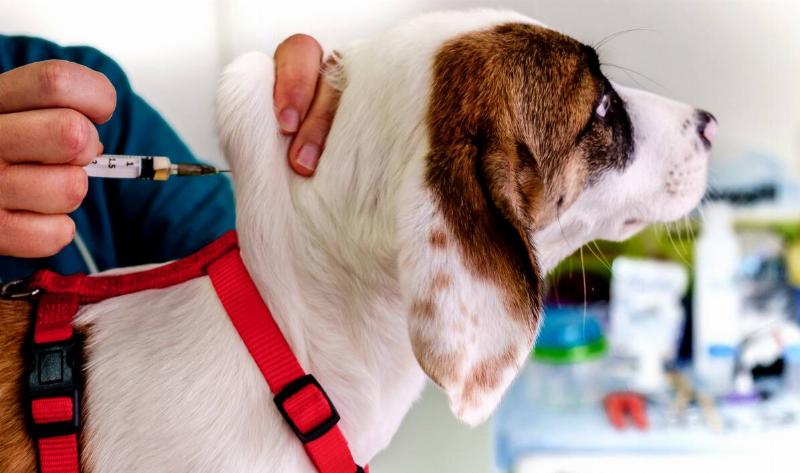 A vet administering a vaccine to a dog's neck.