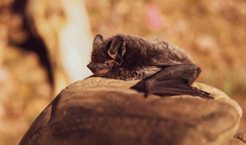 A bat resting on a rock.