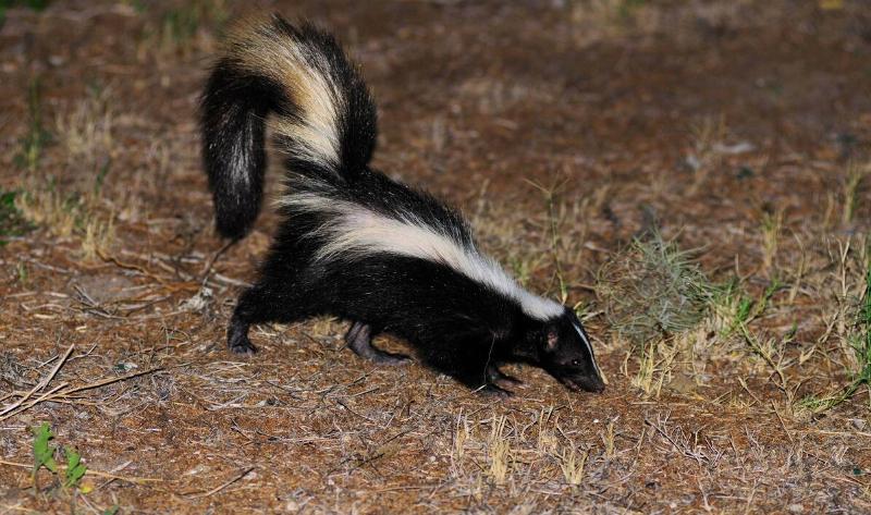 A skunk walking nearby.