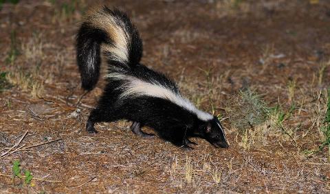 A skunk walking nearby.
