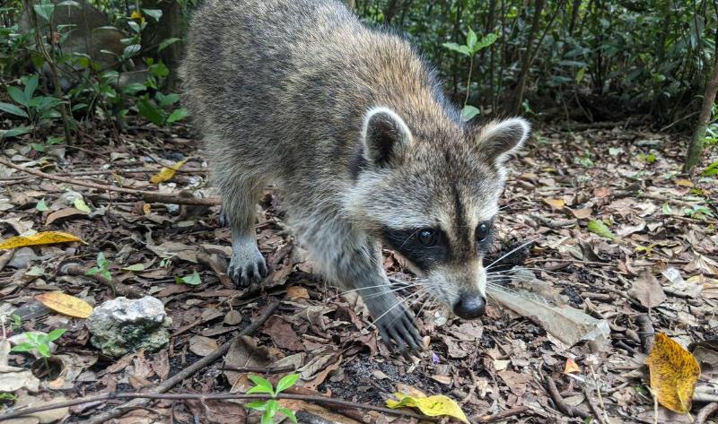 A close photo of a raccoon walking toward the camera.