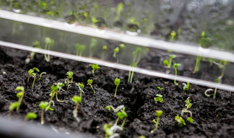 A box of sprouts growing in dirt.