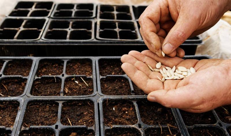 A person planting seeds in a seed tray.