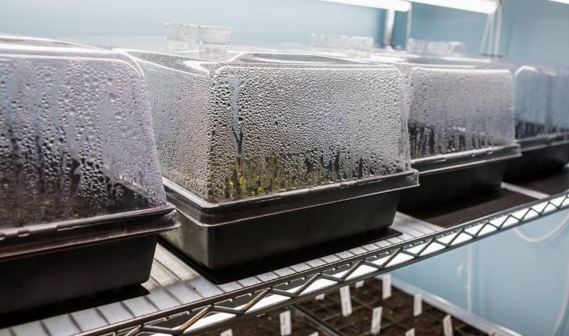 Seed trays using humidity domes.