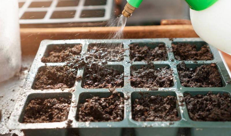 A person spraying a seed tray with water.