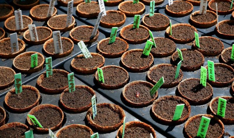 Rows of small, labelled biodegradable pots in a seed tray.