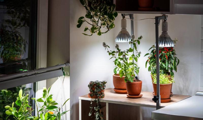 Some houseplants with grow lights.