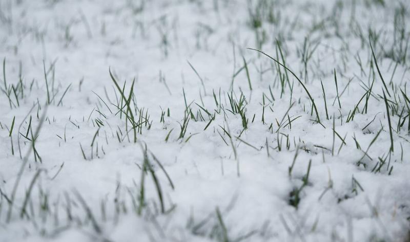 Snow-covered grass.