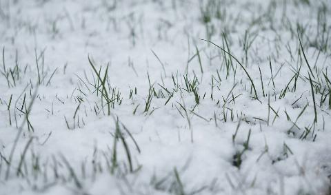 Snow-covered grass.