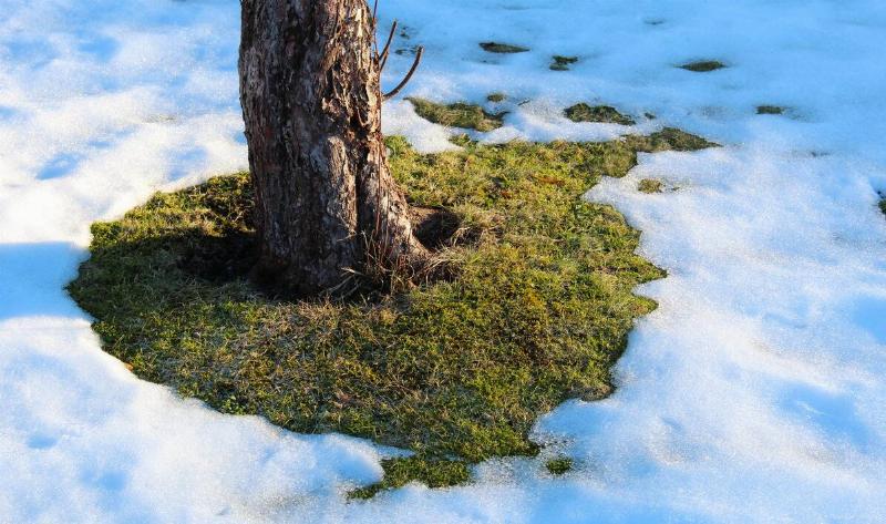 Sow on the ground, but there's a bare patch around the base of a tree.