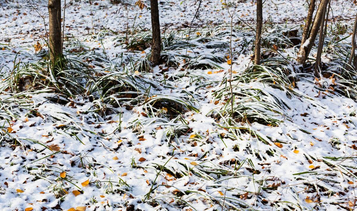 A snowy patch of grass beneath some shrub trunks.