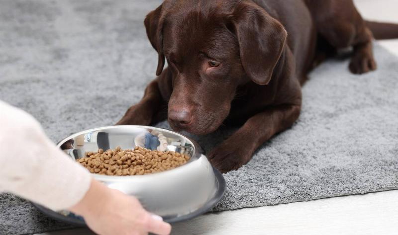 A dog being given a bowl of food.
