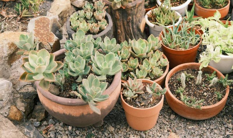 Terracotta pots with succulents in it.