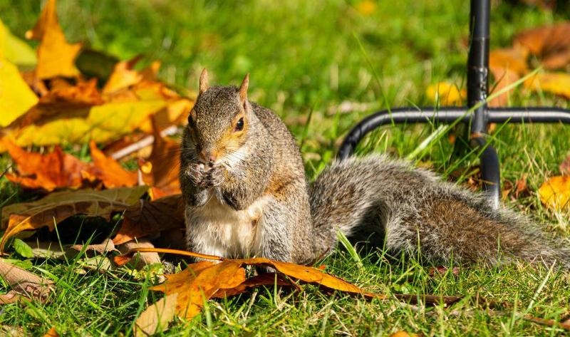 A squirrel at the base of a bird feeder, eating something from its hands.