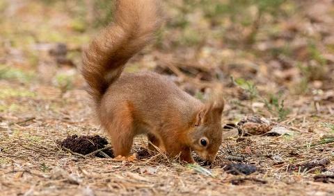 A squirrel digging in the dirt.