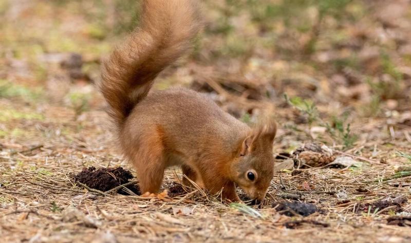 A squirrel digging in the dirt.