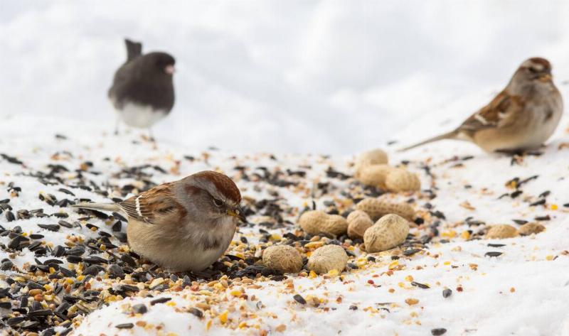 Some birds in the snow eating birdseed on the ground.