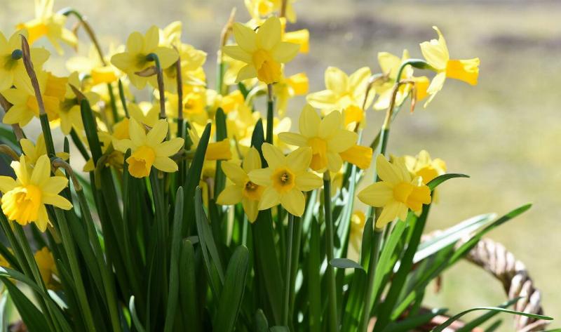 A bundle of daffodils.