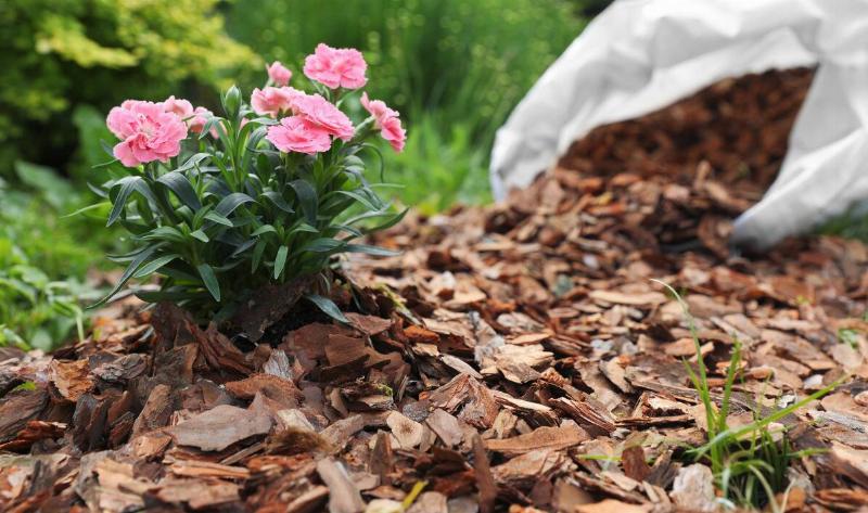 A bag of mulch spilling into a garden bed.