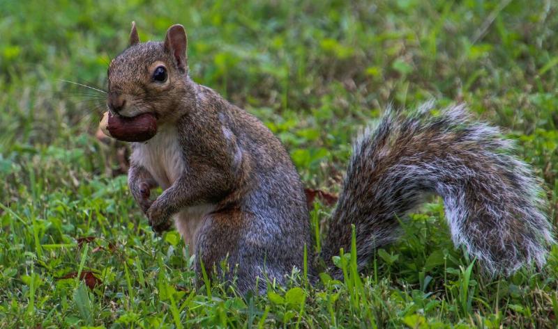 A squirrel with an acorn in its mouth in the grass.