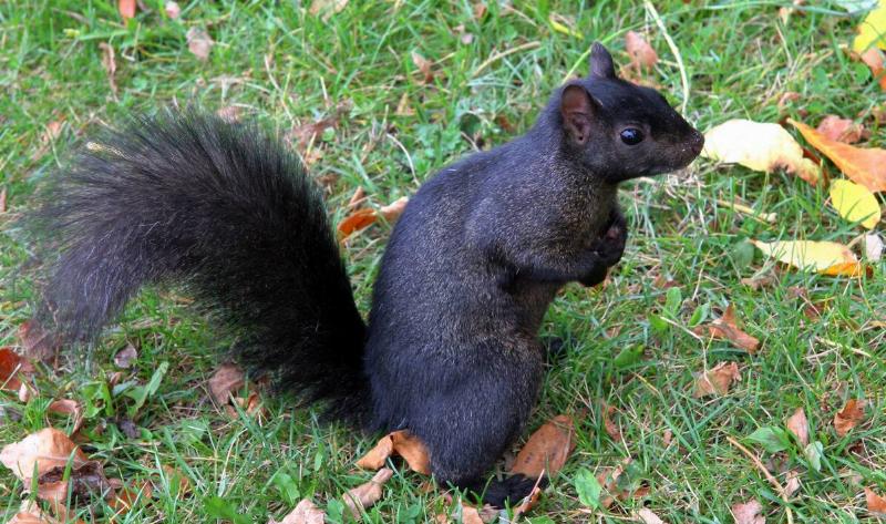 A black squirrel sitting in the grass.