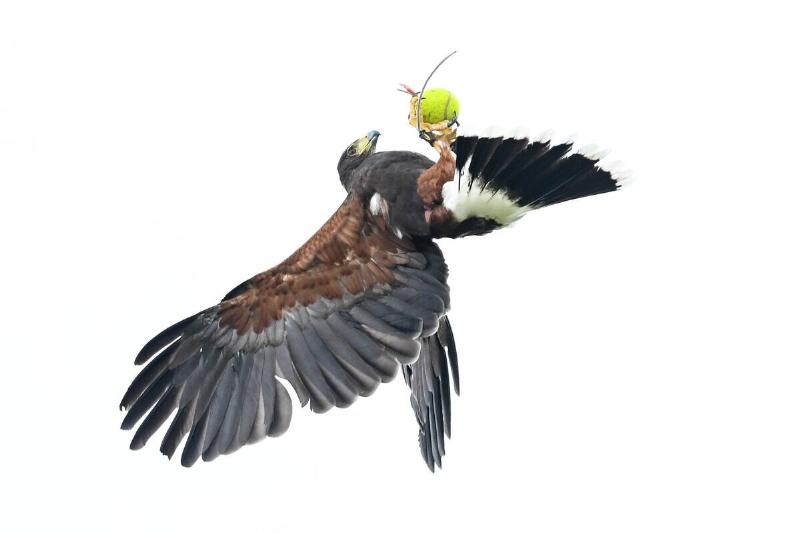 A Harris Hawk catches a tennis ball during a bird's of prey display, on August 24, 2023 in West Bay, Dorset.