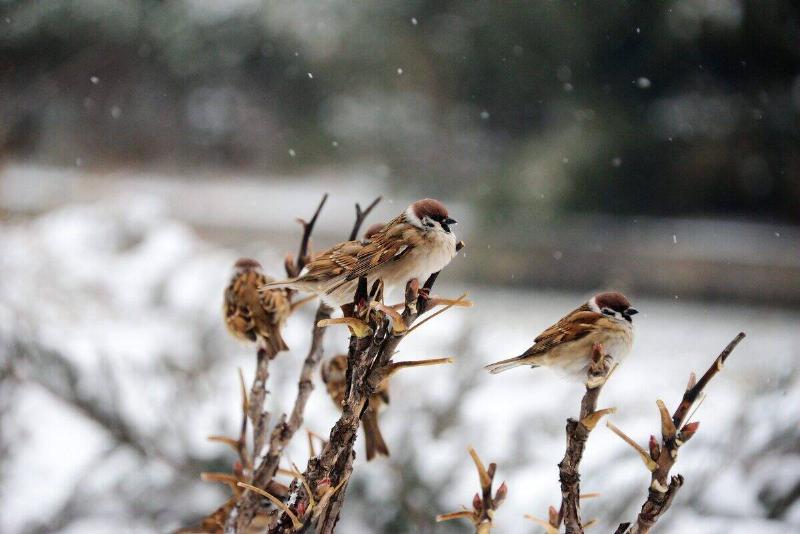 Sparrows are perching on the branches after snow at the Beijing Zoo in Beijing, China, on December 14, 2023.