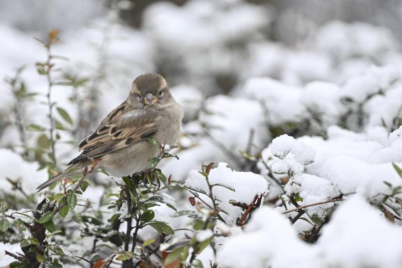 A bird perches on a tree branch on a snowy day in Ankara, Turkiye on January 01, 2026.